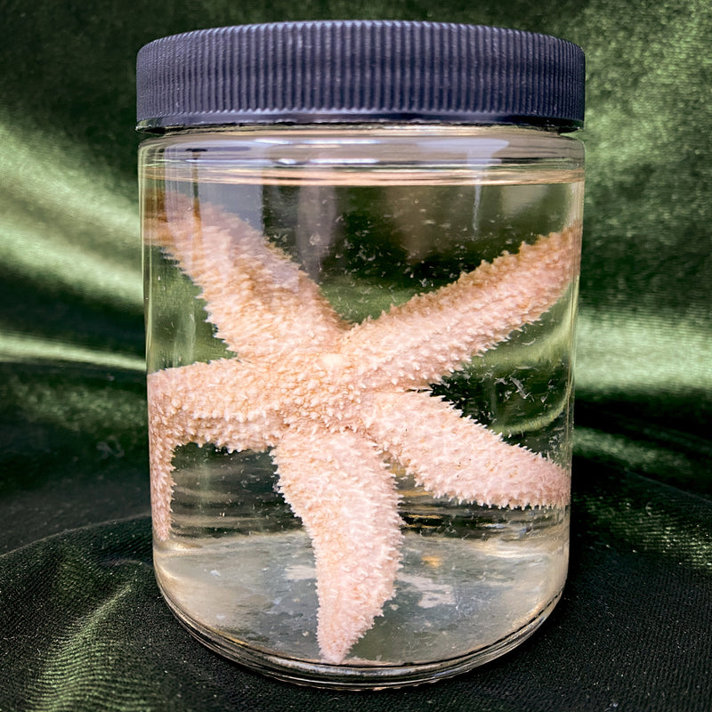 Sea Star Wet Specimen