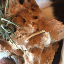 Mink Baculum Bone - Curious Nature