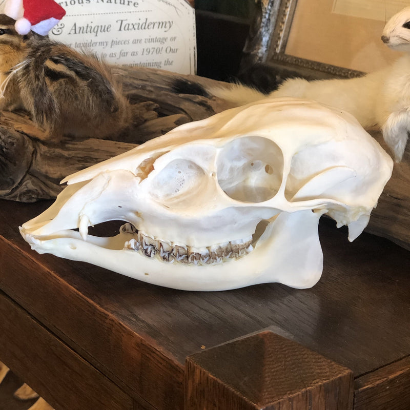 Muntjac Doe Skull - Curious Nature
