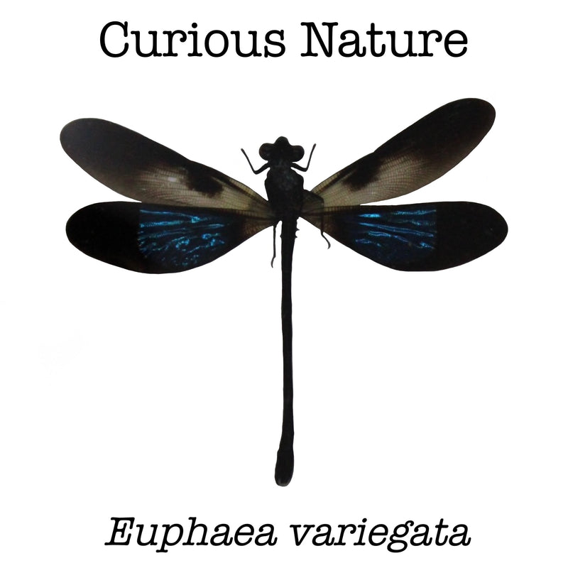Euphaea variegata