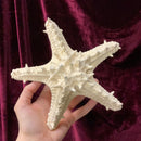 White Linki Starfish