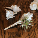 Murex Turnispina - Curious Nature