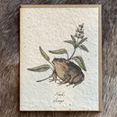 Seed Paper Greeting Card - Curious Nature