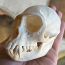 Male Vervet Monkey Skull GRADE B