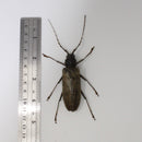Cerambycidae sp63