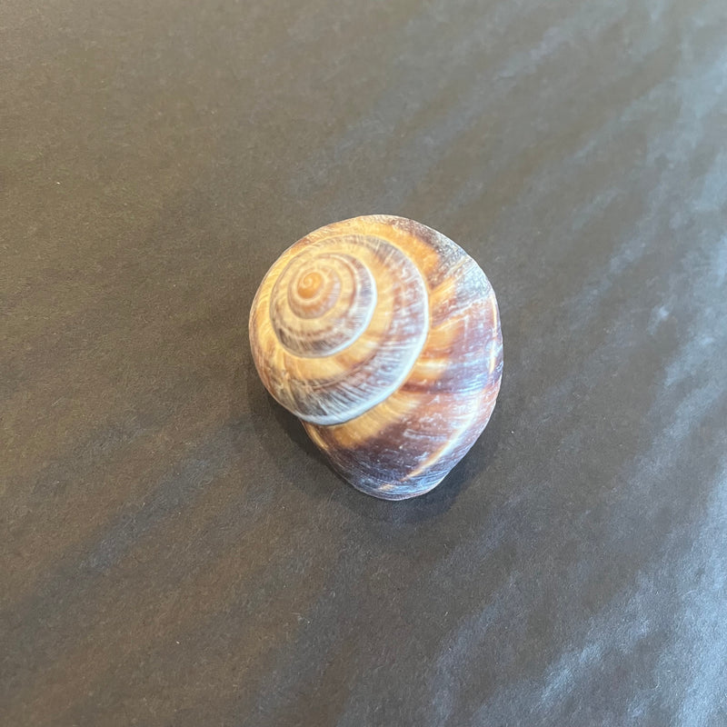 Snail Shell