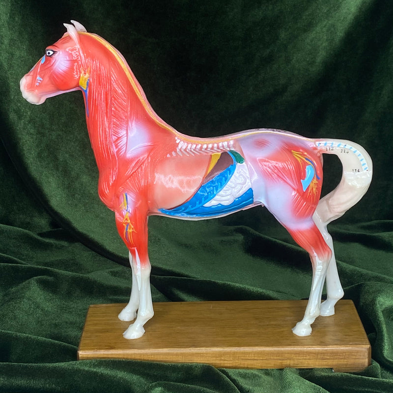 Anatomical Horse Model