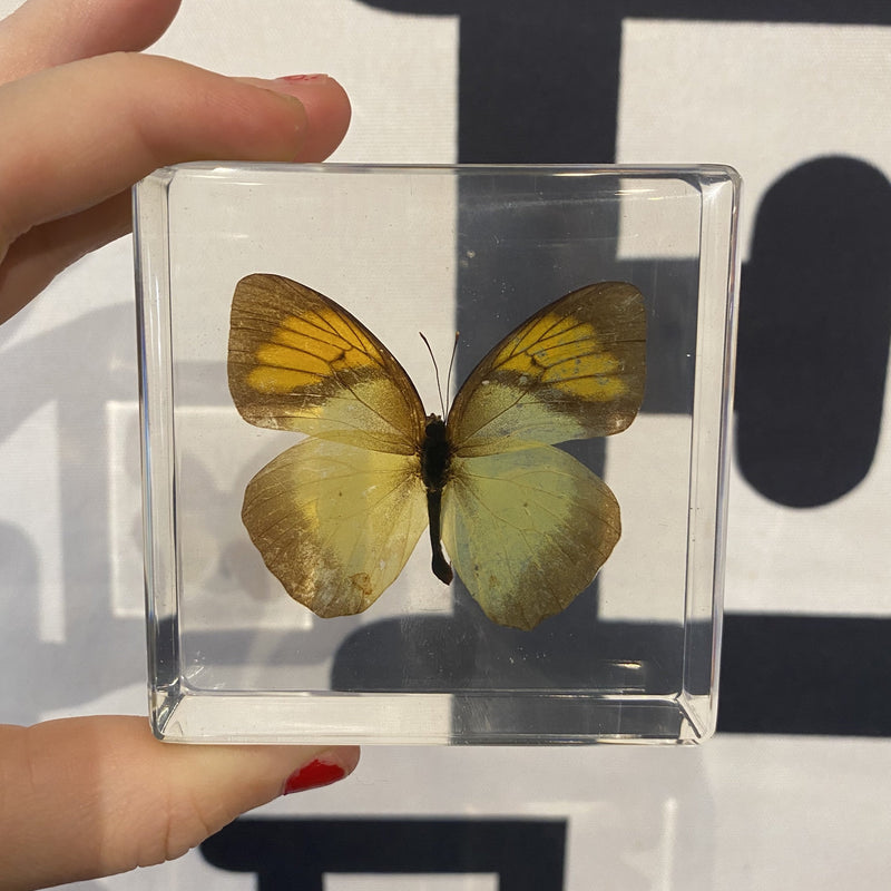 Yellow Orange Tip Butterfly Paperweight - Curious Nature