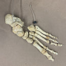 Human Left Foot - Curious Nature