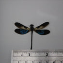 Euphaea variegata