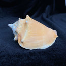 Haitian Fighting Conch Shell