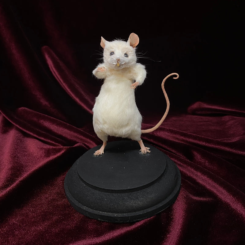 Taxidermy Mice