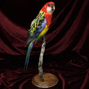 Eastern Rosella Mount