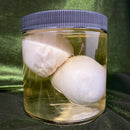 Sheep Testicles Wet Specimen
