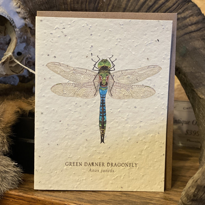 Seed Paper Greeting Card - Curious Nature