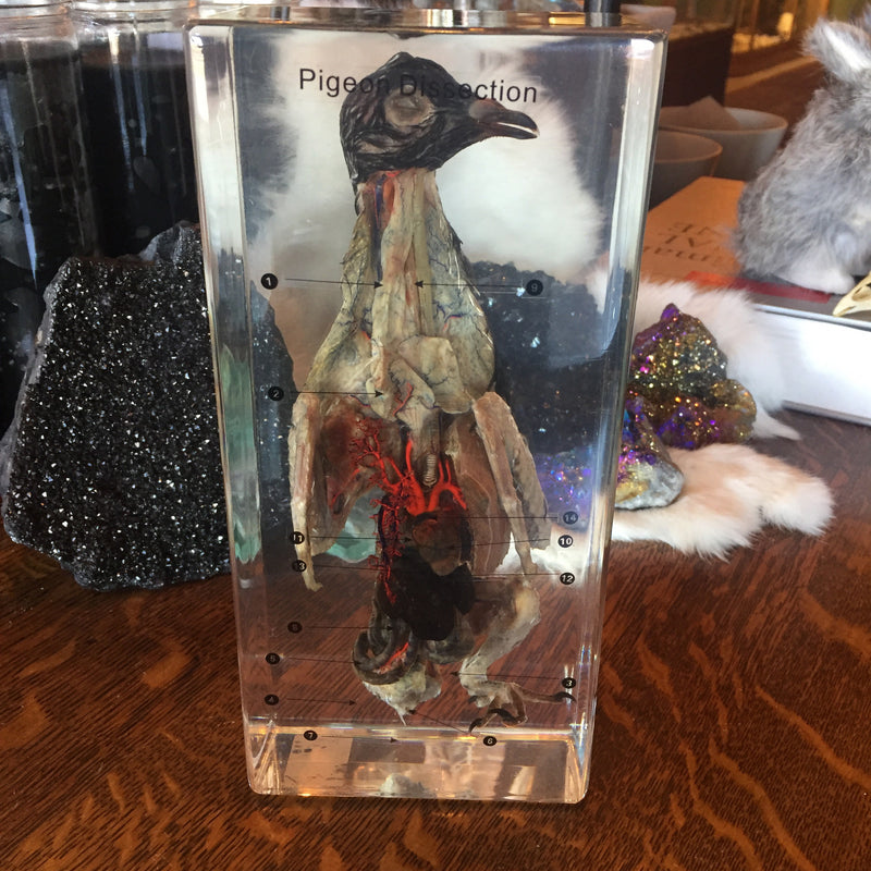Pigeon Dissection in Resin