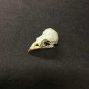 House Sparrow Skull