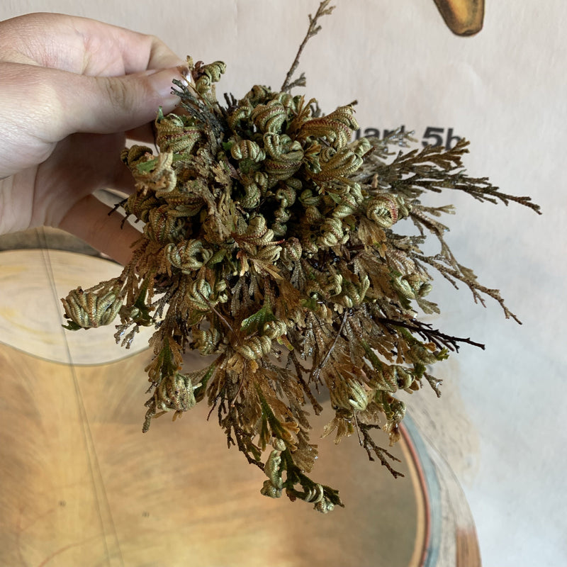 Jericho Flower - Resurrection Plant - Curious Nature