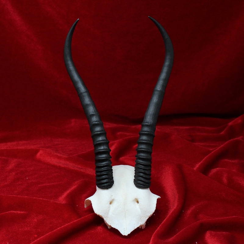 Female Springbok Skullplate