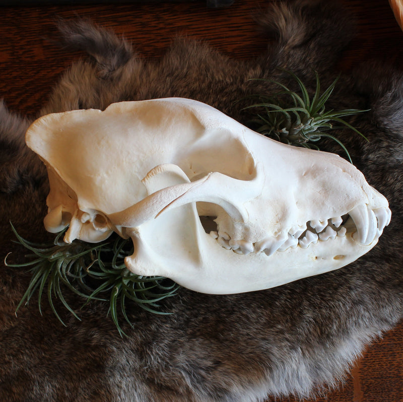 Wolf Skull - Curious Nature