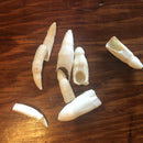 Alligator Tooth - Curious Nature