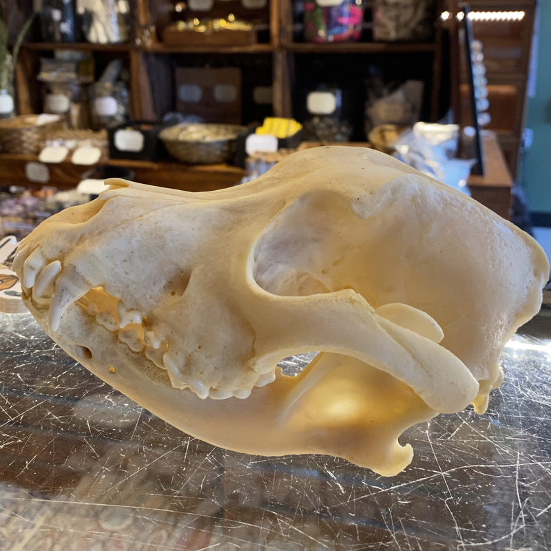 Large Domestic Dog Skull - Curious Nature