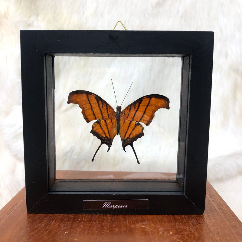 Daggerwing Butterfly in Double Glass