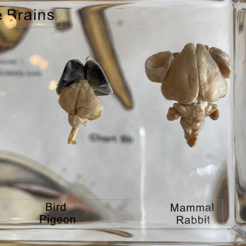 Comparative Brains - Curious Nature