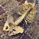 Incomplete Human Skeleton