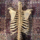 Incomplete Human Skeleton