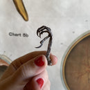 Starling Feet - Curious Nature