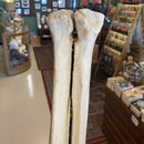 19” Giraffe Metacarpal Leg Bone - Curious Nature