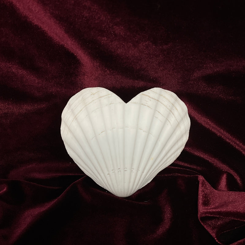 Natural Heart Scallop Shells