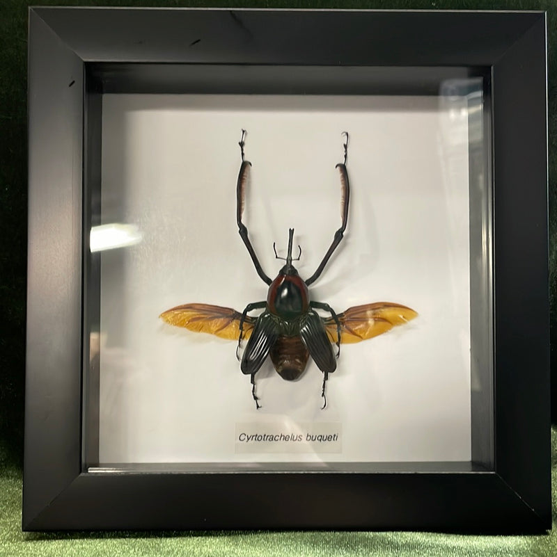 Bamboo Weevil in Frame