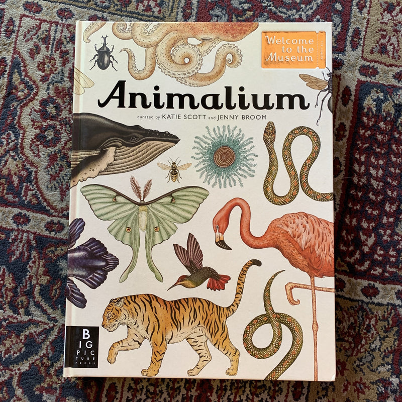 Animalium by Katie Scott and Kathy Willis - Curious Nature
