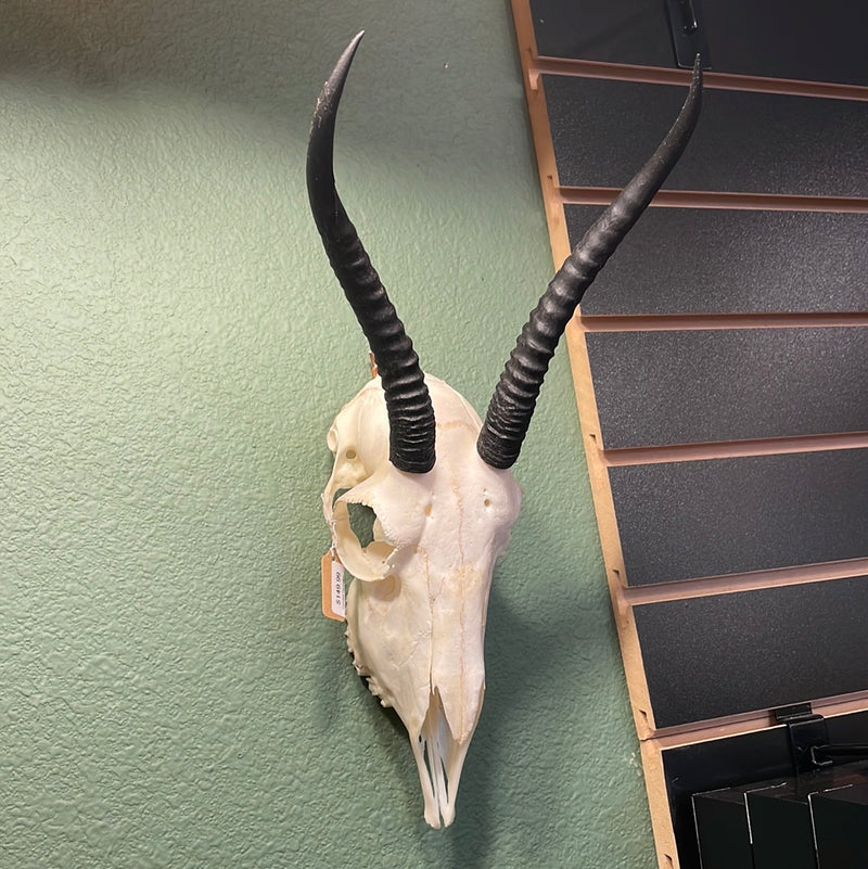 Female Springbok Skull