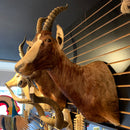 African Blesbok Mount