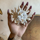 Carrier Shell - Curious Nature