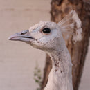 Albino Peacock Mount