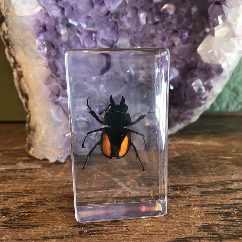 Medium Orange Stag Beetle Paperweight - Curious Nature