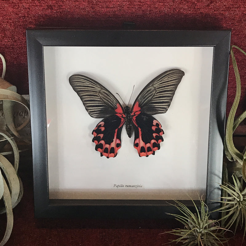 Scarlet Mormon Butterfly in Frame