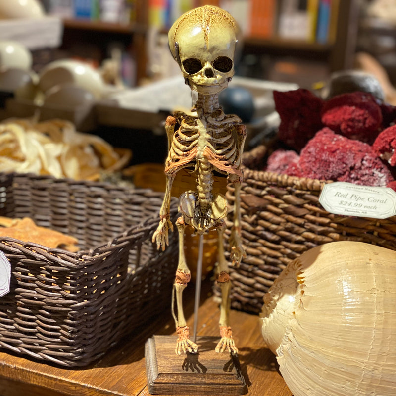 Human Fetal Skeleton Model