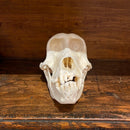 Female Chacma Baboon Skull, Grade A