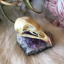 Chukar Partridge Skull - Curious Nature