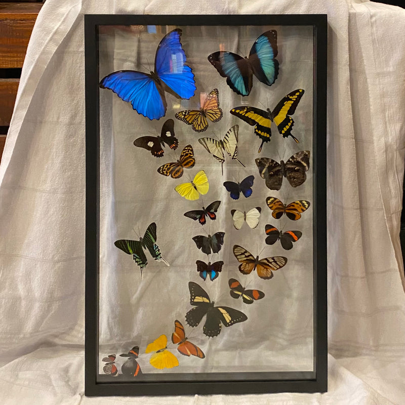 24 Assorted Butterflies in Double Glass