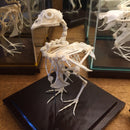 Articulated Quail Skeleton - Curious Nature