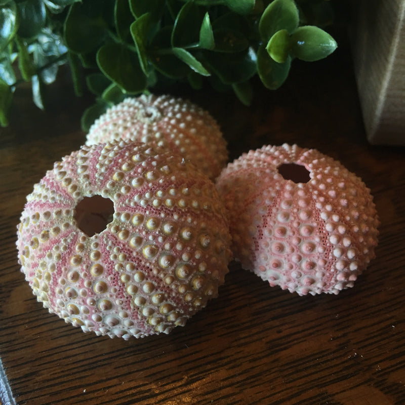 Pink Sea Urchin