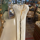 19” Giraffe Metacarpal Leg Bone - Curious Nature