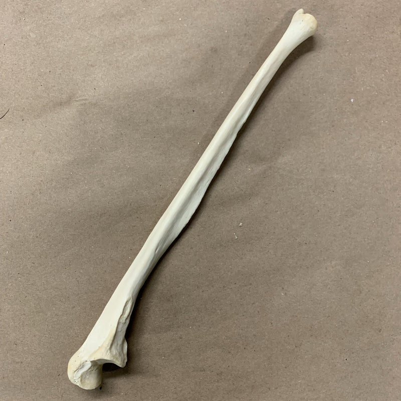 Human Ulna Arm Bone - Curious Nature