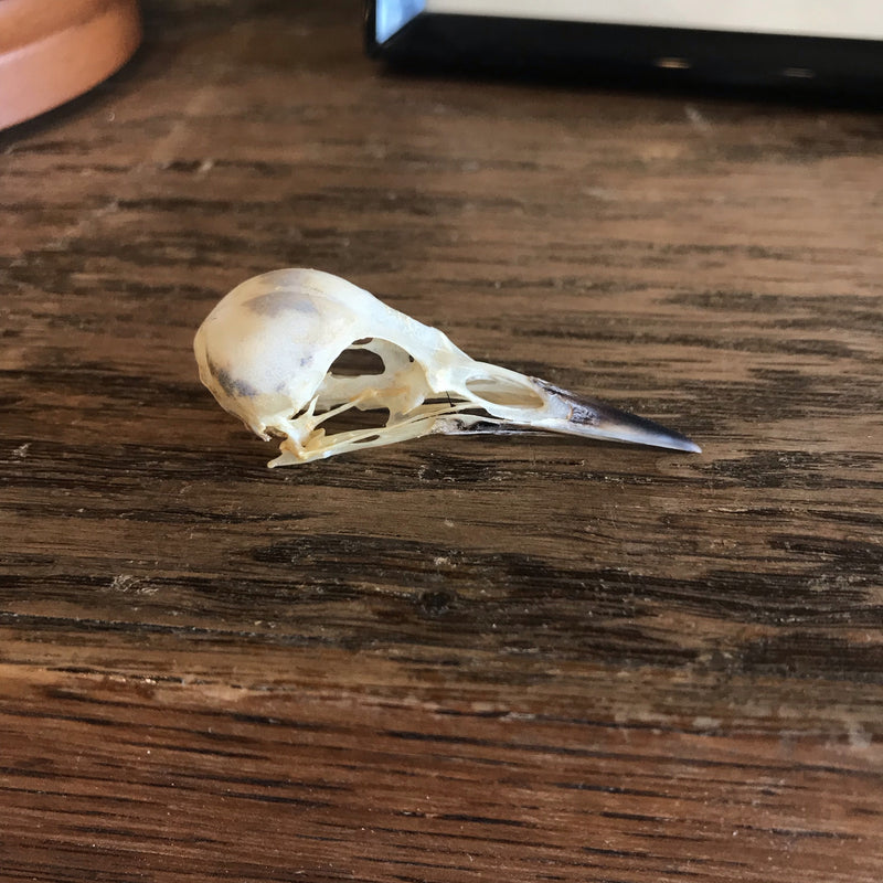 European Starling Skull - Curious Nature